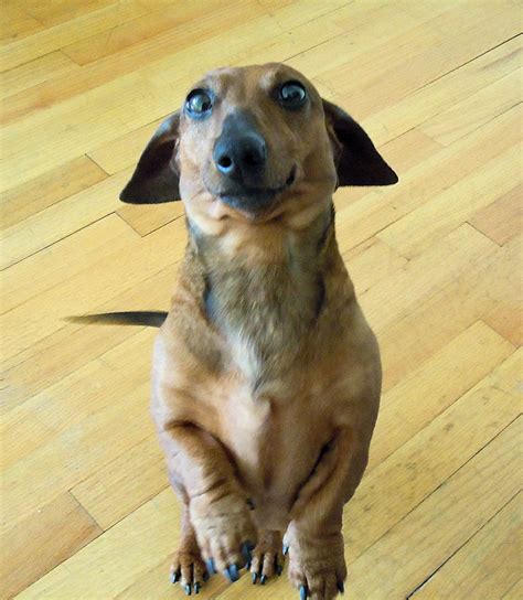 The Long and Short of it All: A Dachshund Dog News Magazine: Ringo Says ...