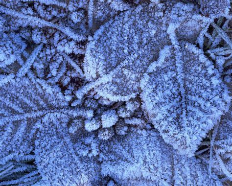 Frost on leaves. - Stock Image - E128/0301 - Science Photo Library