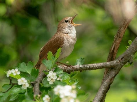 Common Nightingale Facts - CRITTERFACTS