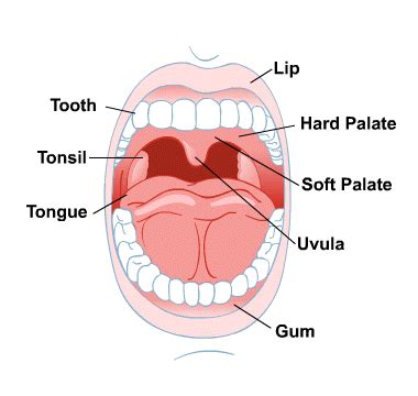 Mouth and Teeth: MedlinePlus