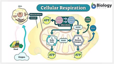 Cell Respiration Steps