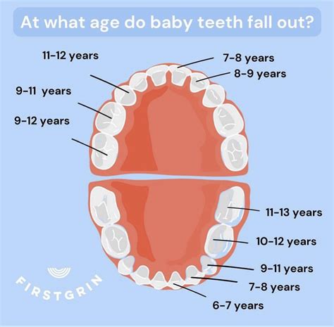 What age do baby teeth fall out? Infographic from Firstgrin via AAPD! : r/ScienceBasedParenting