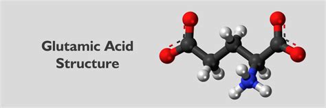 Understanding the Structure of Glutamic Acid