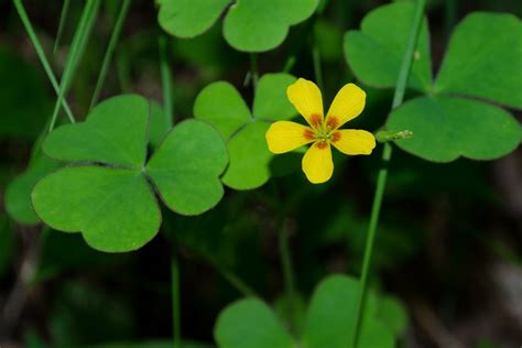 On the Subject of Nature: Some Wildflowers from Adams County