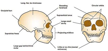 Neanderthal - Wikipedia