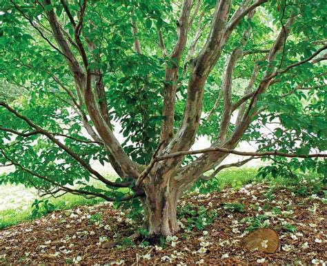 11 best Understory Trees images on Pinterest | Woodland garden, Deciduous trees and Flowering trees