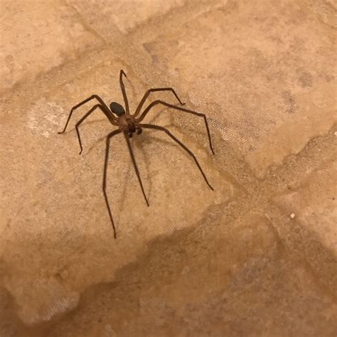 Is this friendly spider a brown recluse? (Kansas) : r/spiderbro