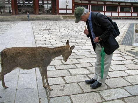 deer bowing before accepting food--only in Japan! 2011 Nara, Japan ...