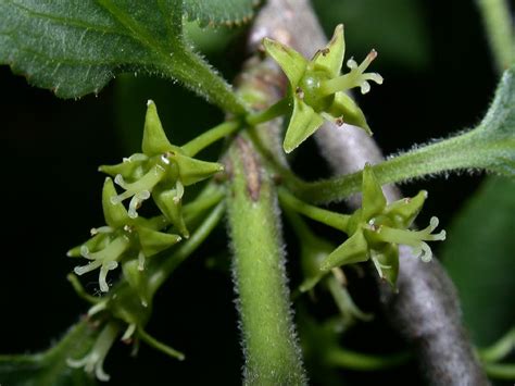 Rhamnus cathartica (Rhamnaceae) image 1983 at PlantSystematics.org