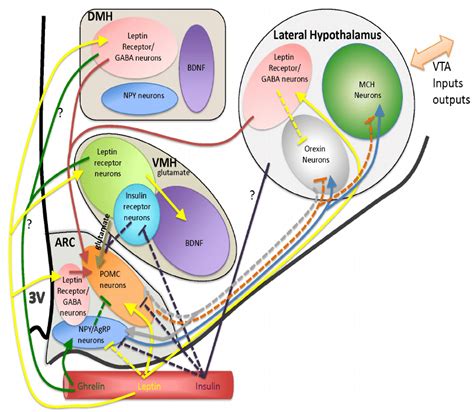 The neuroendocrine regulation of hypothalamic appetite circuits. Within ...