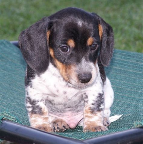 64 best images about Piebald Dachshund Puppies on Pinterest