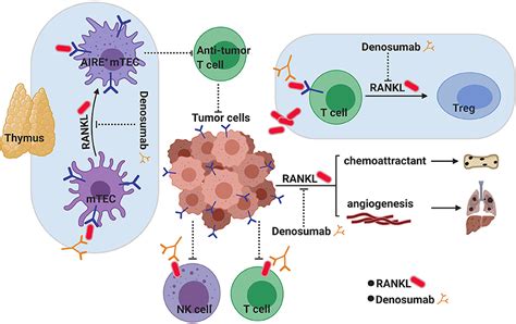 Frontiers | Targeting the RANKL/RANK/OPG Axis for Cancer Therapy