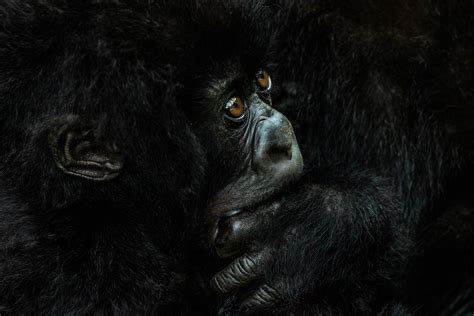 Rwanda Classic - Best of Mountain Gorillas - Nelis Wolmarans Photography