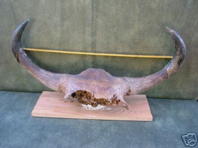 PREHISTORIC PRISCUS/STEPPE MAMMOTH BISON SKULL FOSSIL | #29100674