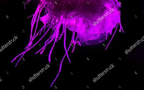 Extremely Rare Pink Meanie Jellyfish On Editorial Stock Photo - Stock ...