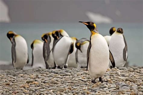 King penguins at Fortuna Bay on South Georgia Island, - Alan J ...