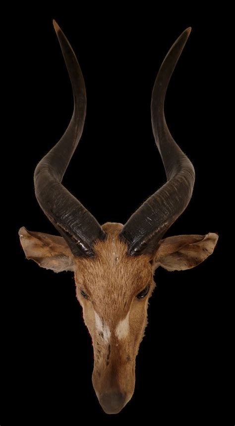 Antelope Head mount - guib sylvatique - 90×45×45 cm - 1 - Catawiki