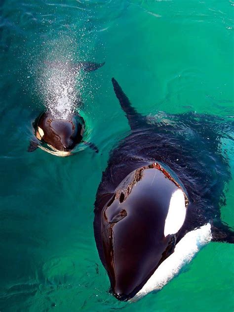 9708_506329076053886_289296902_n.jpg 676×900 pixels Mom and baby Orca whales (With images ...