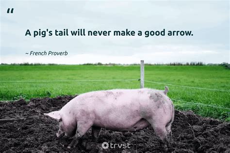 Show Pig Quotes