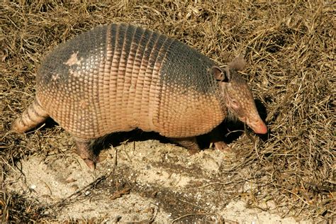 Free picture: armadillo, animal, ground