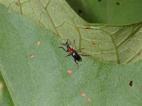 Sweet potato weevil | Insects and Organic Gardening