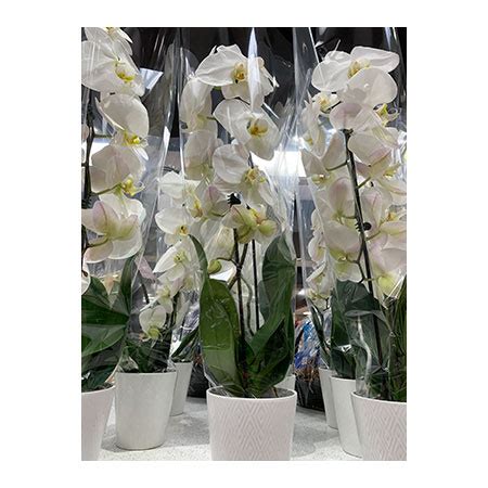 5" Waterfall Orchid - Monastery