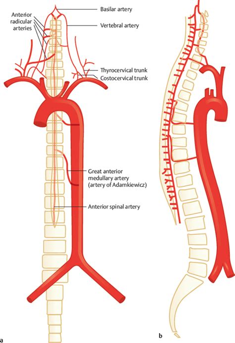 Arteries of the Spinal Cord | Radiology Key