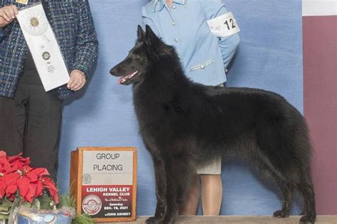 Belgian Sheepdog Puppies For Sale