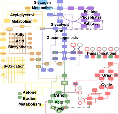 Biochemistry Pathways