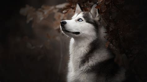 1366x768 Siberian Husky Dog Breed Laptop HD ,HD 4k Wallpapers,Images,Backgrounds,Photos and Pictures