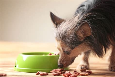 The Best Dog Foods For Senior Dogs | Kittrell Animal Hospital