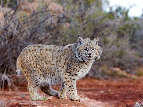 South Texas Bobcat Hunting | South Texas Coyote Hunts | South Texas ...