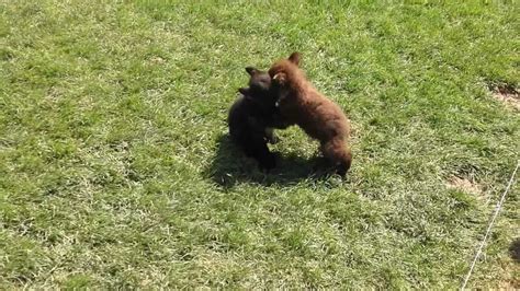 Bear cub fight! - YouTube