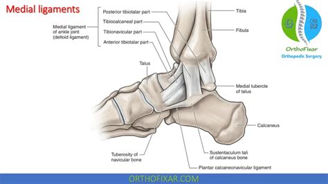 Medial Ankle Sprains | OrthoFixar 2024