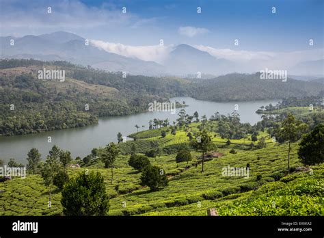 Tea plantation Cameron highlands Stock Photo - Alamy