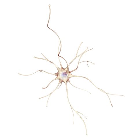 Neuron Cell Animation Ready 3d Model