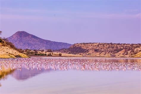 Kenya Landscapes Photographers :: Lake Magadi Flamingos Home