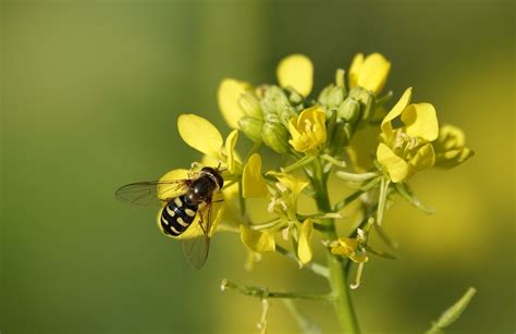 How We Can Protect Native Pollinators & Why They're Important - Owlcation