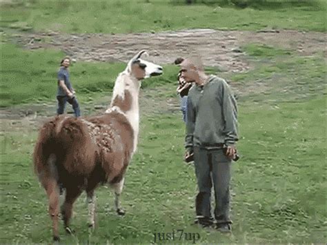 Llama Drama GIF - Find & Share on GIPHY