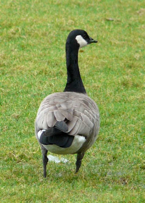 Lesser Canada Goose – Ethical Birder