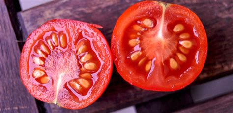 Fermenting tomato seed to remove disease - Sustainable Macleod