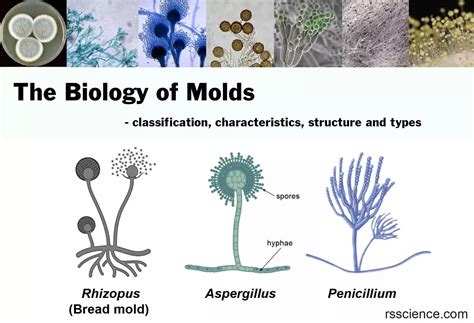 The Biology of Molds (Moulds) - classification, characteristics ...