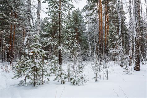 Winter Forest. Novosibirsk Region, Siberia, Russia Stock Photo - Image ...