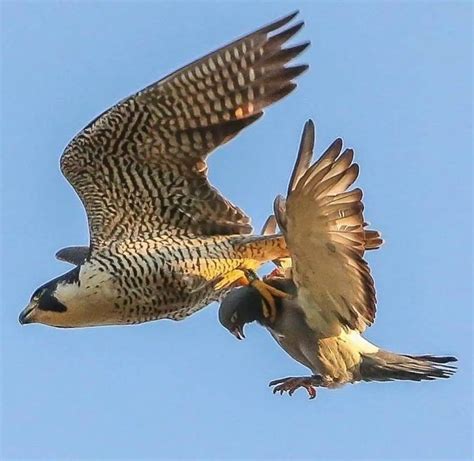 How Do Peregrine Falcons Catch Their Prey?