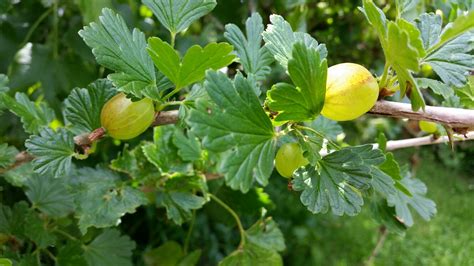 gooseberry bush - Greenside Up