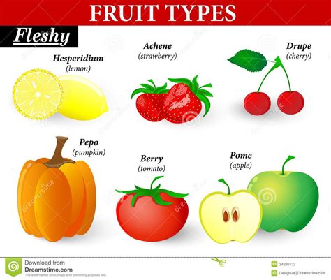 Fleshy fruit types stock vector. Illustration of delicious - 34286132 | Fruit, Plant science ...