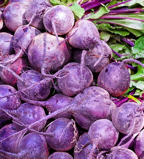 Raw purple beets stock photo. Image of depth, large, eating - 15432154