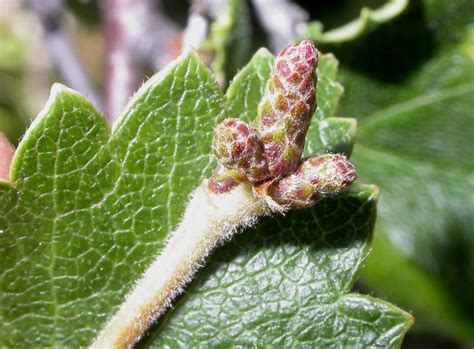 Betula pubescens (Betulaceae) image 16919 at PlantSystematics.org