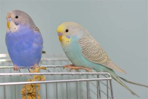 Where to Put a Parakeet Cage | Parakeet Cages | Parakeets | Guide