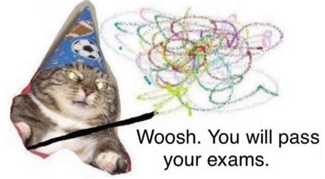 Good Luck Cat Meme - AzulkruwEspinoza